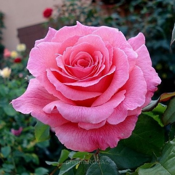 Róża Wielkokwiatowa - Hybrid Tea - różowy - Rosa Pariser Charme - róża